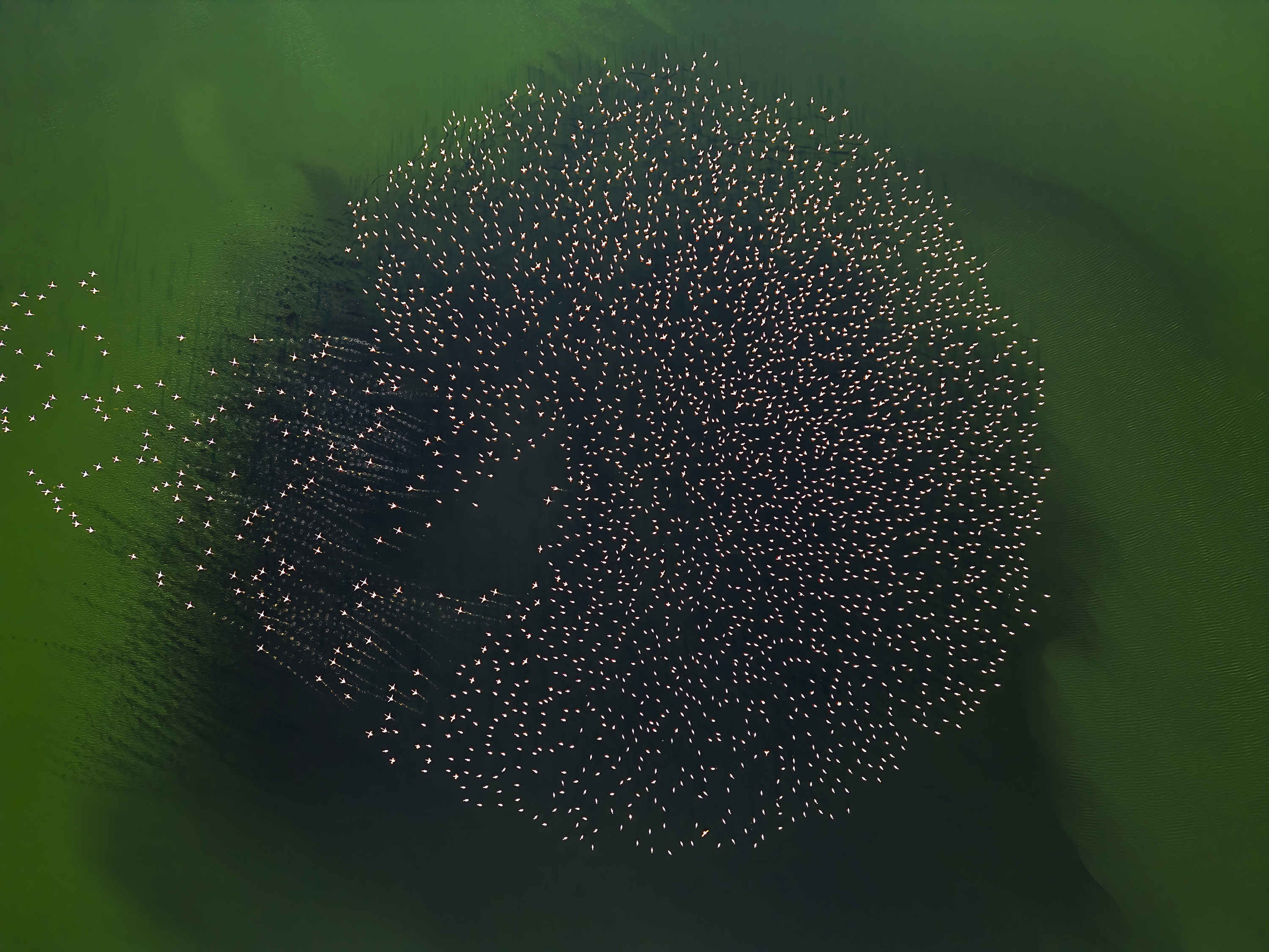 © Serpil Eroglu, Türkiye, entry, Open Competition, Natural World & Wildlife, 2026 Sony World Photography Awards.jpg